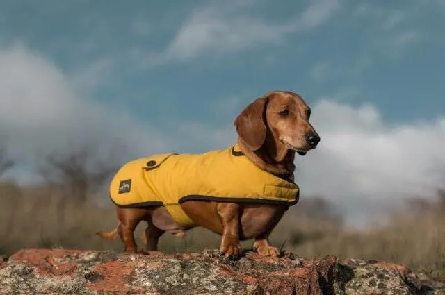 Mustard Waxed Cotton Dachshund Coat