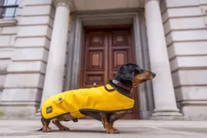 Mustard Waxed Cotton Dachshund Coat