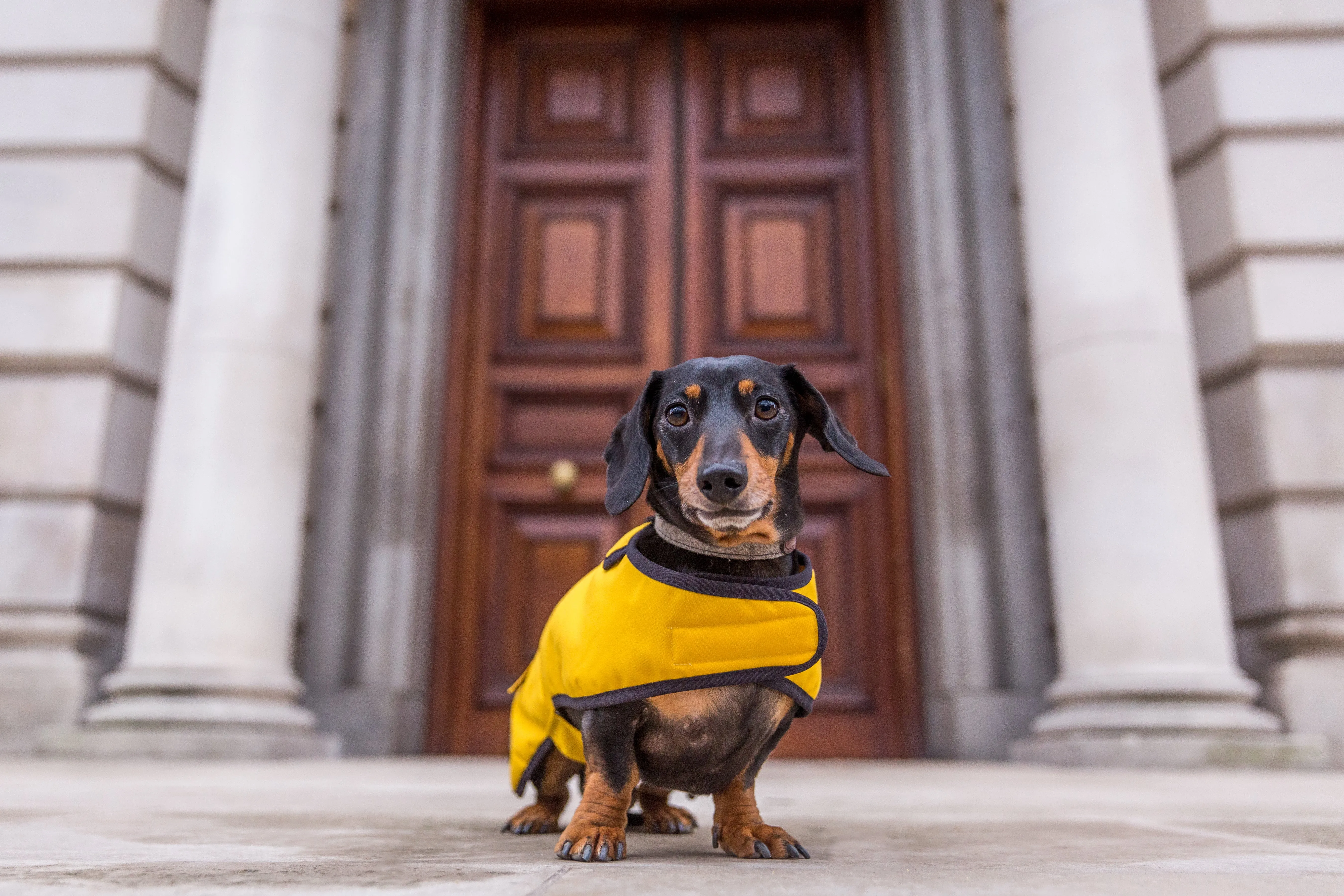 Mustard Waxed Cotton Dachshund Coat