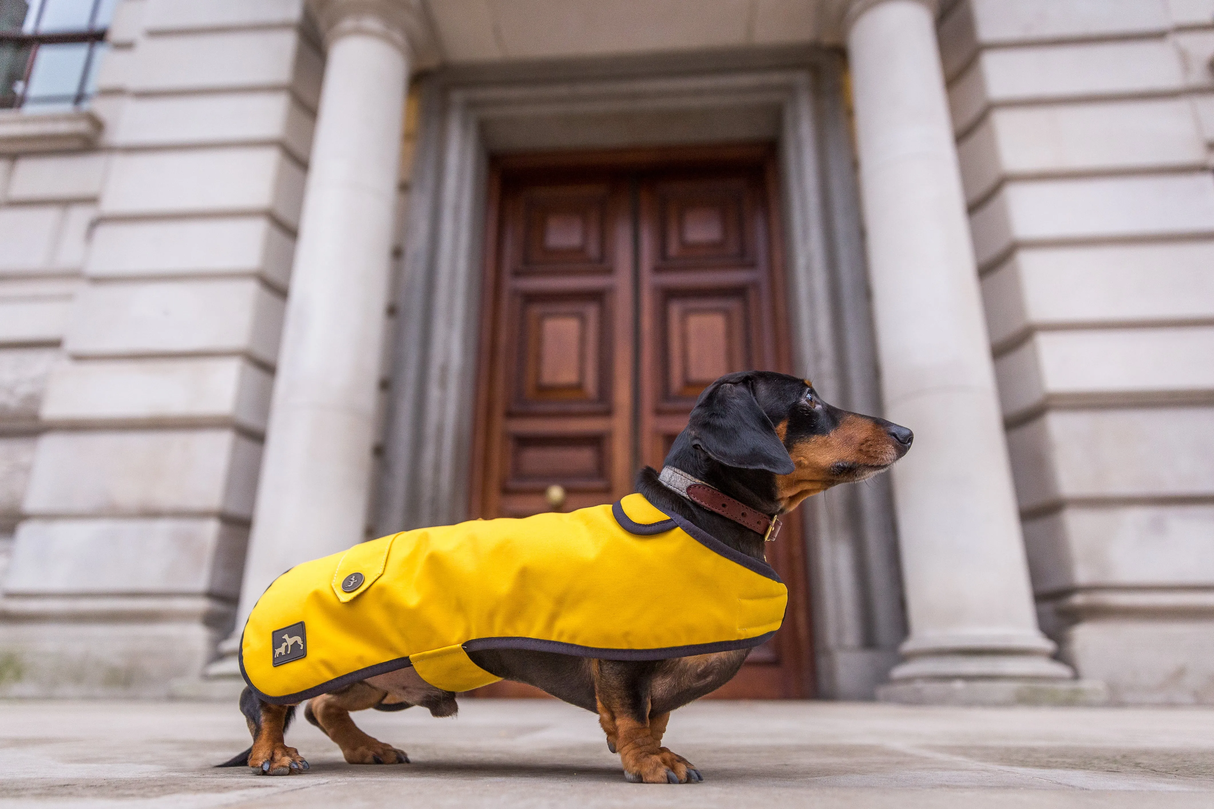 Mustard Waxed Cotton Dachshund Coat