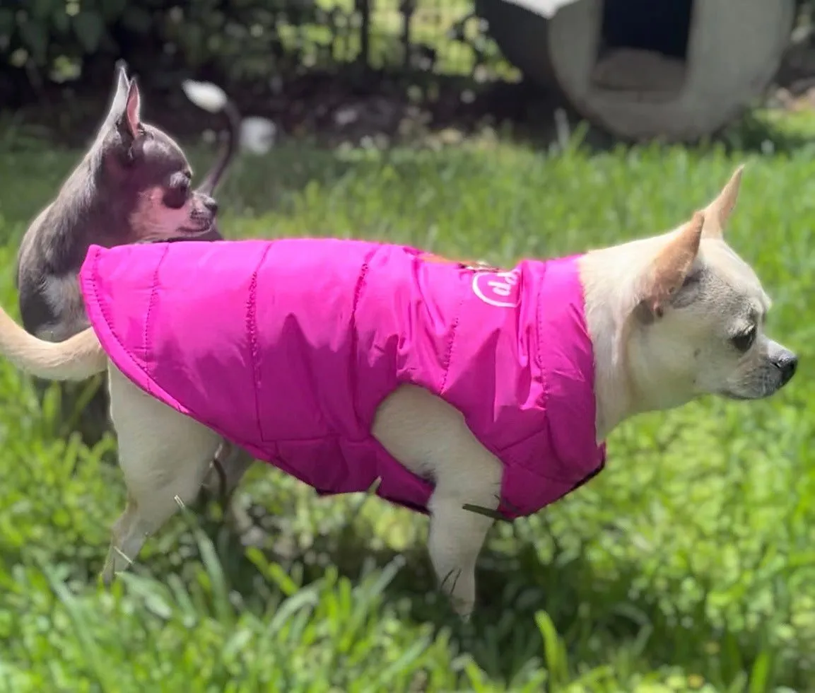 Personalised Dog coat, All day wear for small dogs