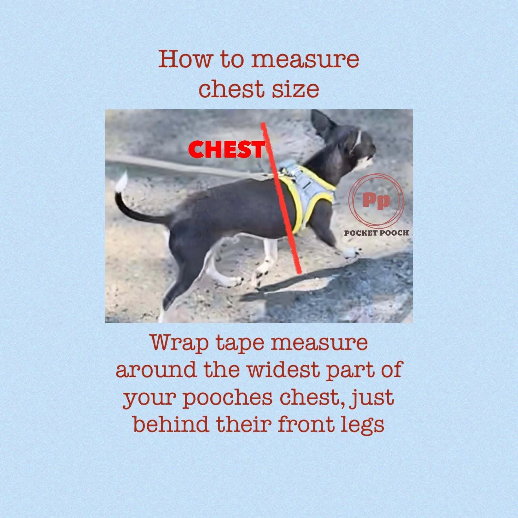 Personalised Dog coat, All day wear for small dogs