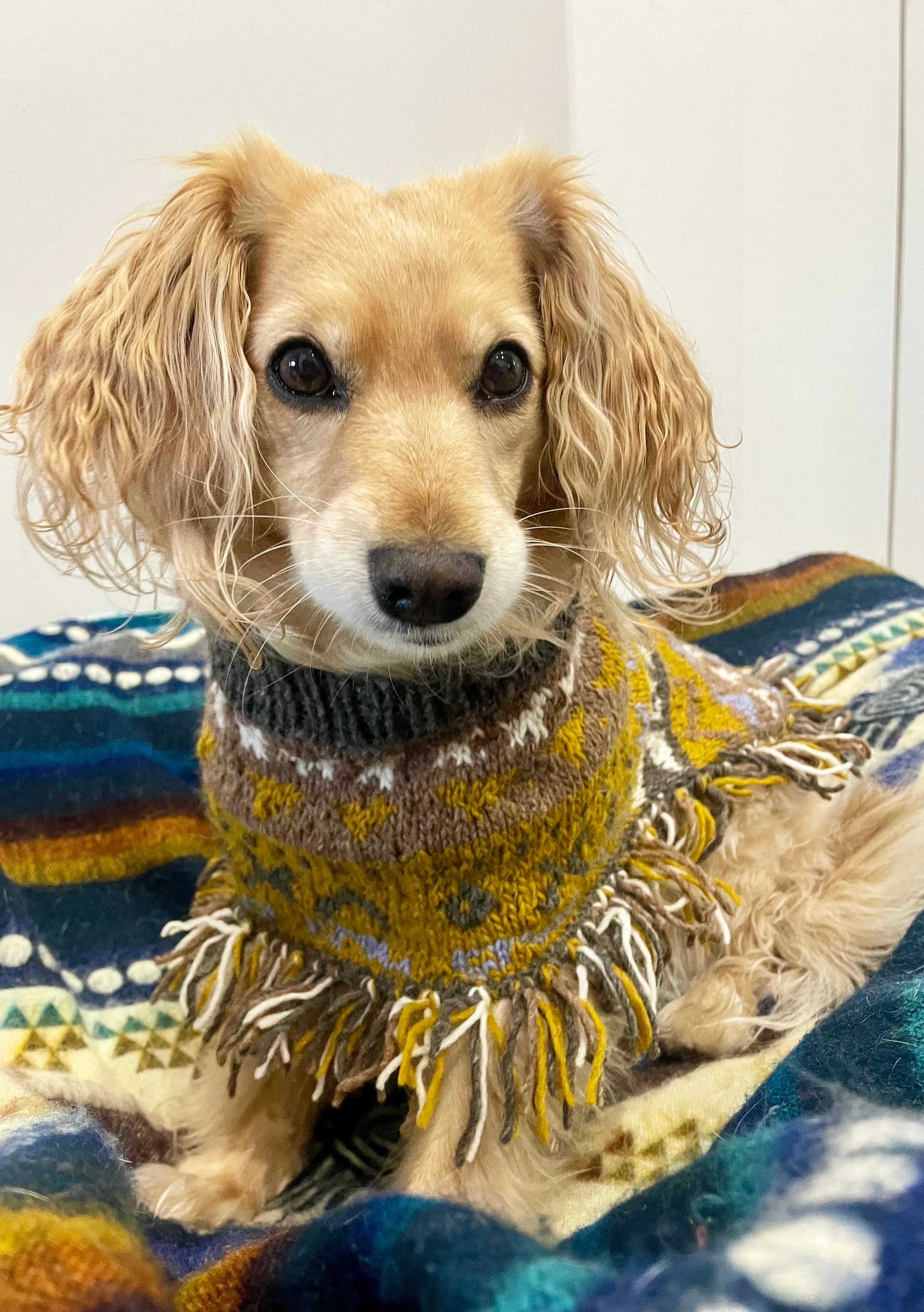Soft Boho Hippie Alpaca Dog Poncho With Fringe